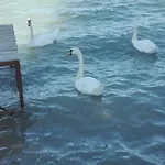 Vizparti
